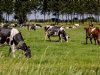Overijssel zoekt naar maatwerkoplossingen voor PAS-melders