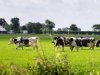 Provincies willen nog dit jaar oplossingen voor PAS-melders