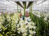 Kwekerij heeft 65 soorten minicybidium