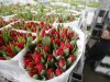 Amerikaanse importheffing bezorgt bloemenexporteurs fors omzetverlies