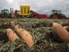 Extra bemonstering bij import zoete aardappelen op wortelknobbelaaltje