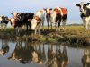 LNV-subsidie voor behoud grasland derogatiebedrijven