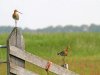 Weidevogels krijgen meer ruimte in Friese Workumerwaard