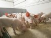 Prijzen voor vleesvarkens en biggen trekken stevig aan