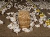 Convenant dierwaardige veehouderij mogelijk weer speelbal politiek