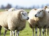 Ook antibioticagebruik bij schapen en paarden gemonitord