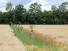 Kenniscentrum voor agroforestry in de maak bij Zuid-Hollandse kwekerij