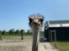 Struisvogelboerderij in Zeeland is enorme hit