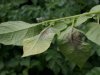 Alle hens aan dek voor phytophthora