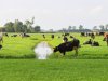 PAS-melders verliezen een flink stuk bescherming