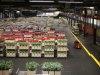 Bijna 8 procent minder omzet van snijbloemen bij FloraHolland