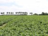 Nu al zware druk van phytophthora in vroege aardappelen