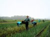 Burgers boeren uit idealisme in de buurt