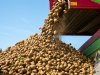 Aardappelen slijten vroeg na laat pootseizoen