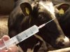 Nederland levert 50.000 MKZ-vaccins aan Slowakije
