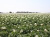 Ctgb laat nieuw fungicide toe voor aardappelteelt