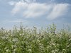 Extra bloemrijke hectares met korting in Noord-Holland en Groningen