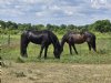 Campagne 1001ha moet paardenweides omtoveren in bloemrijke graslanden