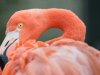 Vogelgriep bij flamingo- en kraanvogelbedrijf in Weert