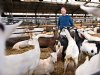 Geitenhouder Van Rooij: 'Na groei ligt focus nu op levensduur en productie'