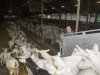 Nieuwe start op geitenbedrijf met verse veestapel