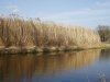 Hoogwaardige afzet kan miscanthus boost geven
