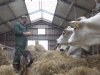Vleesveesector toch in AMVB dierwaardige veehouderij; extra eisen op komst