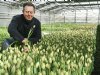 Exclusieve 'Franse tulpen' voor nichemarkt