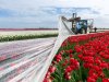 Tulpen later ontdaan van plastic door hagel