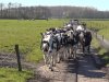 Dutch Dairy Platform helpt melkveehouders met innoveren