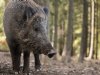Afschot wild zwijn moet Utrecht beschermen tegen Afrikaanse varkenspest