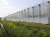 Glastuinbouw zet stappen naar betere waterkwaliteit
