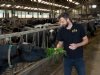 Koeien van Slob gaan vers gras eten uit vertical farm