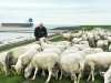 Vruchtbaar schaap past prima tussen zeedijk en aardappelen