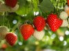 Aardbeienproductie en -consumptie tot recordhoogte gestuwd