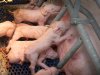 PPRS: samen aanpakken of blijven aanmodderen