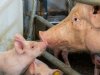 Elk bedrijf kan stappen maken als het gaat om PRRS