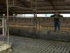 Melkveehouder Van Tilburg koelt mest en behaalt methaanreductie tot 89 procent