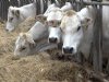 AMvB Dierwaardige vleesveehouderij open voor consultatie
