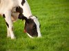 Prijsdaling grasland volgt op forse eindejaarsplus