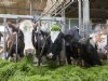 Probiotica verbeteren vertering en melkproductie koe en geit