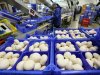 Mondiale champignonteelt schaalt op en robotiseert