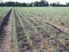 Verbod op werkende stof in Maxim 480FS uitgesteld