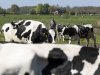 Met smakelijke mengkuil en drie keer melken naar 42 kilo per koe per dag
