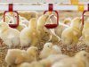 Dagelijkse routine grote risicofactor vogelgriep