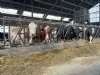 Saldi pluimveesector gunstig, die van melkveehouderij magertjes