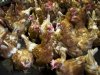 Vogelgriepsituatie loopt uit de hand in Polen