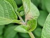 PhytoAlert meldt nu al eerste aantasting phytophthora