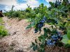 Forse besparing mogelijk op nutriëntengift in blauwe bessen