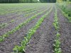 Kleinste areaal suikerbieten sinds 2016